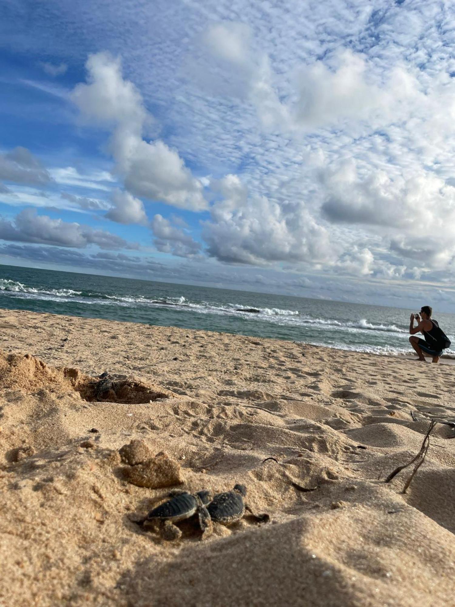 تانجالي Green Turtle المظهر الخارجي الصورة