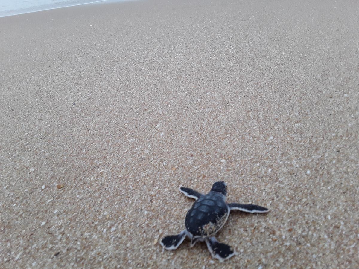 تانجالي Green Turtle المظهر الخارجي الصورة